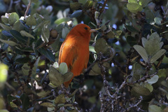Loxops coccineus