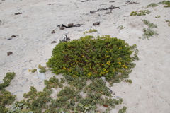 Oncosiphon sabulosus