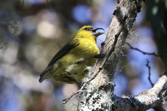 Hemignathus wilsoni