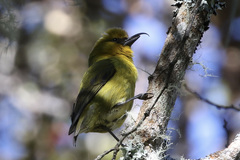 Hemignathus wilsoni