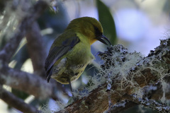 Hemignathus wilsoni