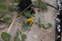 Arctotheca populifolia