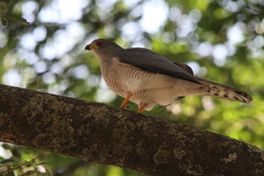 Accipiter badius polyzonoides