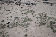 Arctotheca populifolia