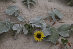 Arctotheca populifolia