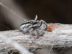 Pseudomogrus vittatus