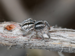 Pseudomogrus vittatus