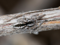 Pseudomogrus vittatus