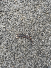 Cynops ensicauda ensicauda