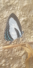 Nacaduba cyanea