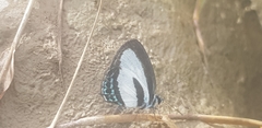Nacaduba cyanea