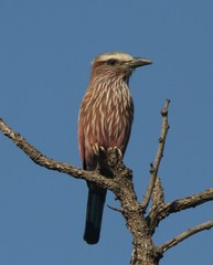 Coracias naevius mosambicus