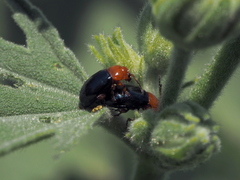 Podagrica fuscicornis