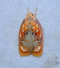 Eochrois sarcoxantha