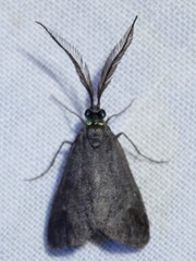 Pollanisus lithopastus