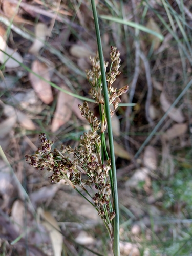 Juncus kraussii (Juncus kraussii)