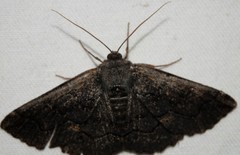 Melanodes anthracitaria