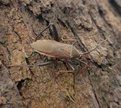 Notobitus meleagris