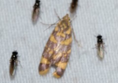 Tisobarica thyteria