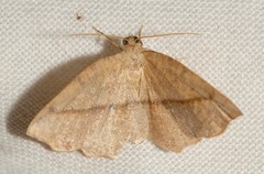 Planolocha obliquata