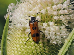 Lydus trimaculatus