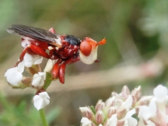 Myopa dorsalis