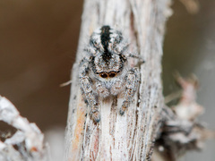 Pseudomogrus vittatus