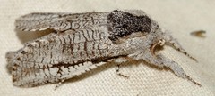 Endoxyla secta