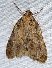Parelictis saleuta