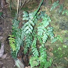 Hymenasplenium subnormale