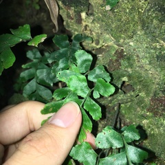 Hymenasplenium subnormale