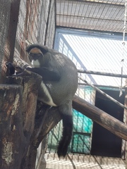 Cercopithecus neglectus