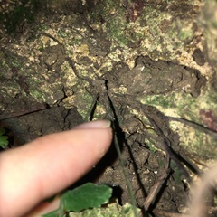 Hymenasplenium subnormale