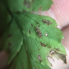 Hymenasplenium subnormale