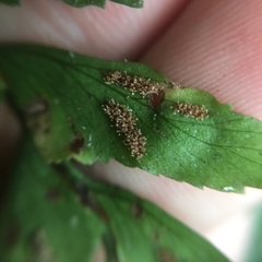 Hymenasplenium subnormale