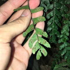 Hymenasplenium subnormale