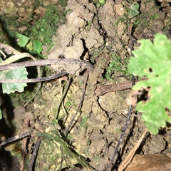 Hymenasplenium subnormale