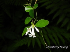 Ligustrum morrisonense