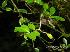 Ligustrum morrisonense