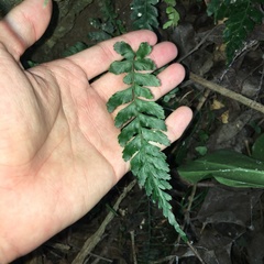 Hymenasplenium subnormale