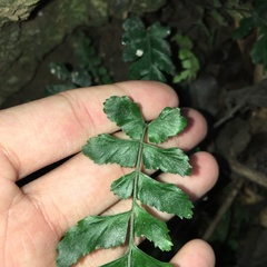 Hymenasplenium subnormale