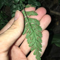 Hymenasplenium subnormale