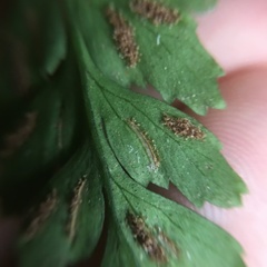 Hymenasplenium subnormale