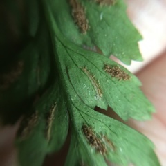 Hymenasplenium subnormale