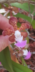 Vandoideae