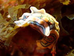 Sagaminopteron psychedelicum