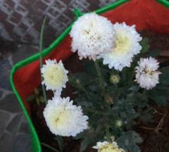 Anaphalis morrisonicola