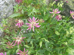 Alchemilla saxatilis