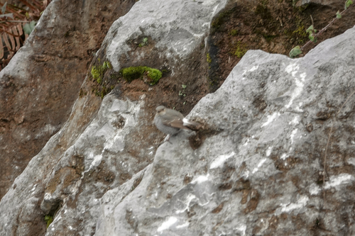 Plumbeous Water Redstart
