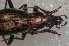 Carabus fabricii